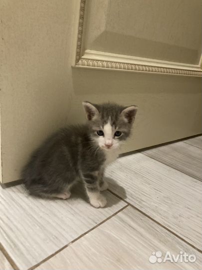 Котята бесплатно