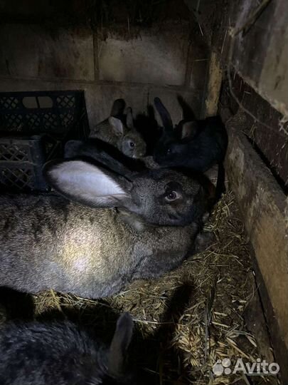 Кролики великаны