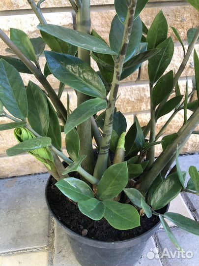 Замиокулькас