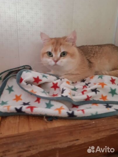 Британский кот