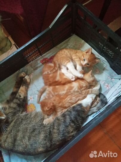 Котята рыжие на счастье
