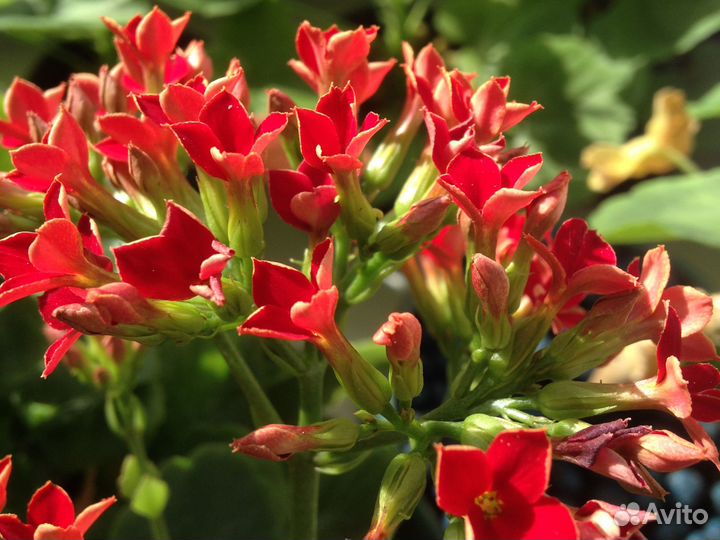 Каланхоэ Блоссфельда (2-4 растения)