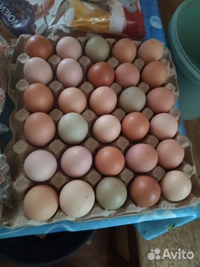 Инкубационное яйцо кур