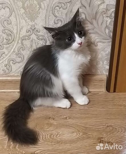 Котята бесплатно