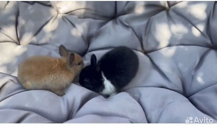 Декоративные кролики