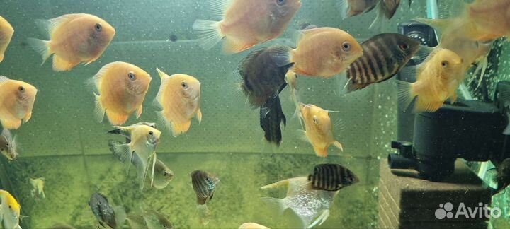 Аквариумные рыбки разных видов