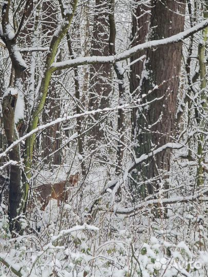 Экскурсия на Куршскую косу (экосбор включён)