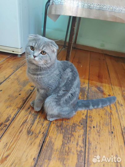 Шотландский кот вязка