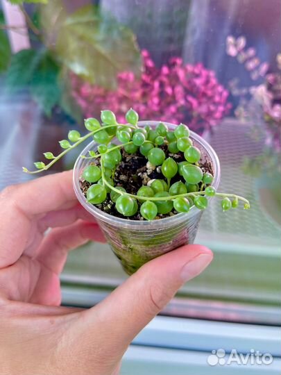 Крестовник роули