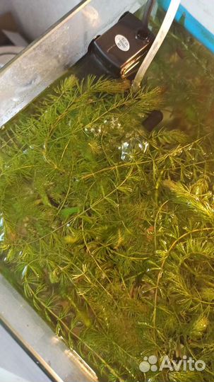 Аквариумные рыбки и растения