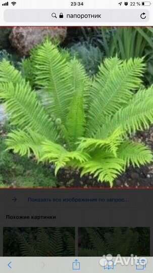 Папоротник