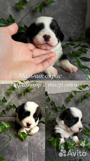 Щенки корги