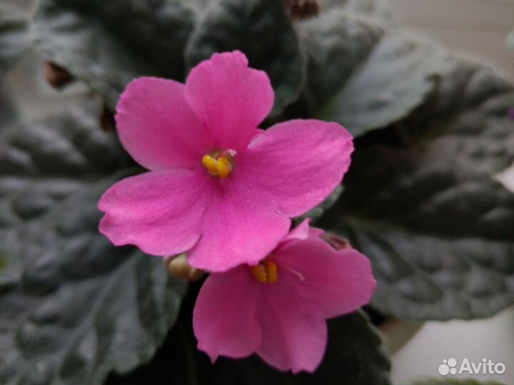 Листья фиалок