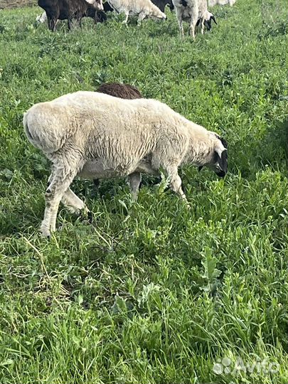 Баран козлята