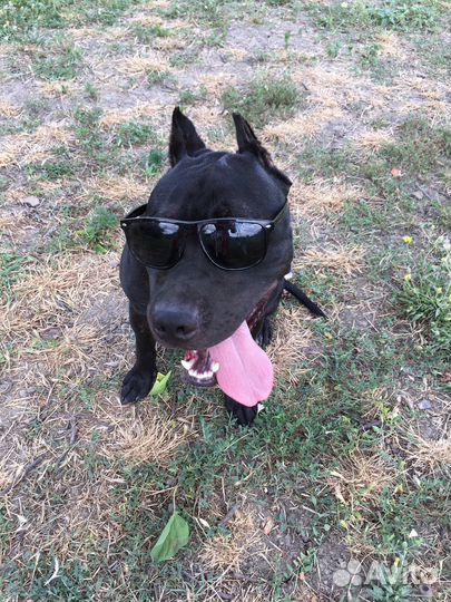 Питбуль вязка