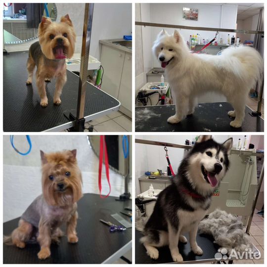 Груминг-Стрижка-Экспресс линька собак