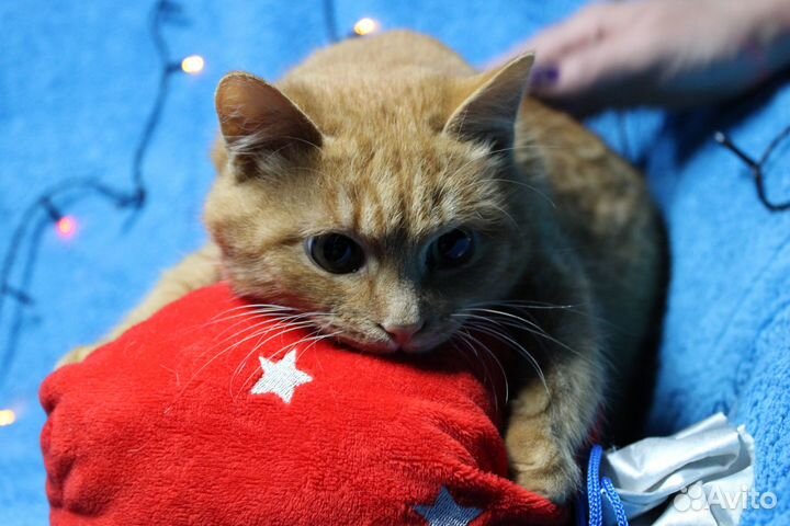 Коты в добрые руки