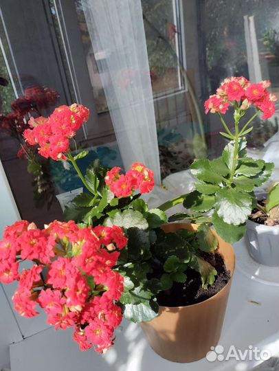 Каланхоэ сукуленты