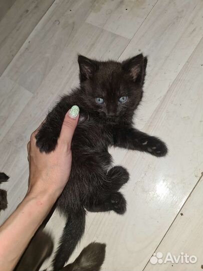 Шотландские вислоухие котята