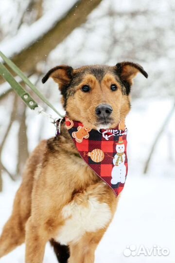 Лобзик потерял надежду быть домашним