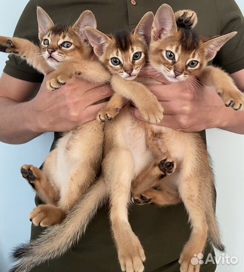Абиссинские котята