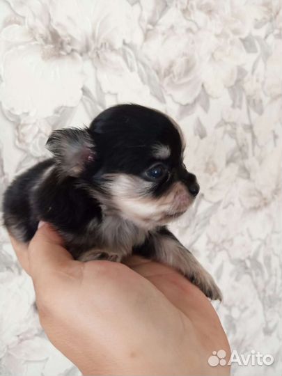 Чихуахуа мини