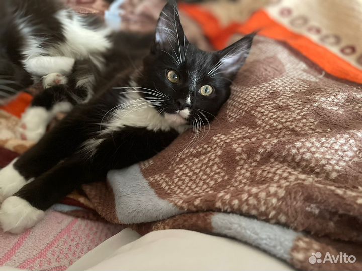 Котята мейн-кун