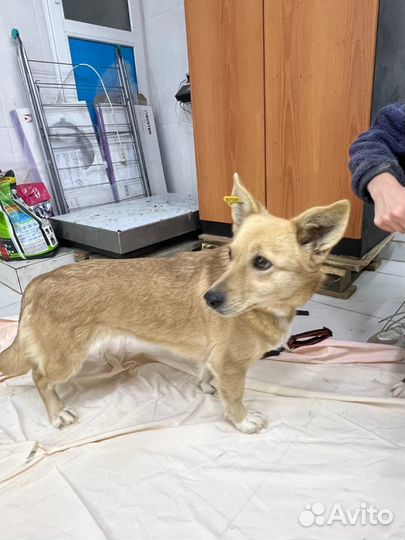 Собака в добрые руки