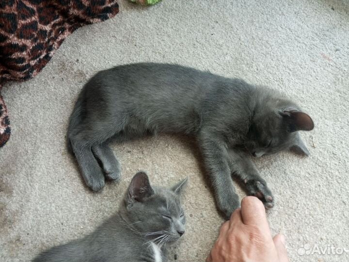 Котята в добрые руки