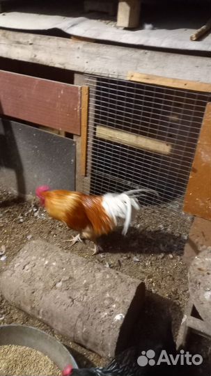 Петух бойцовый
