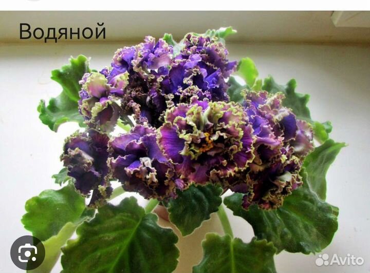 Фиалки сортовые