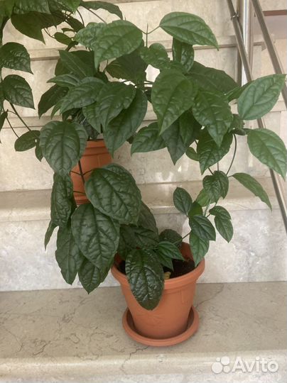 Клеродендрум томпсон