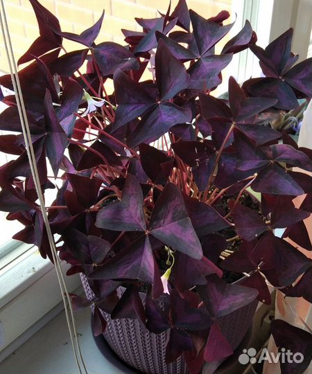 Кислица оксалис