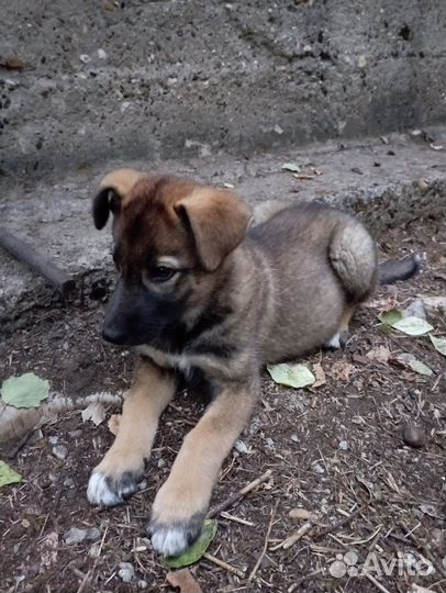 Маленьким Дэну и Рэму нужен дом