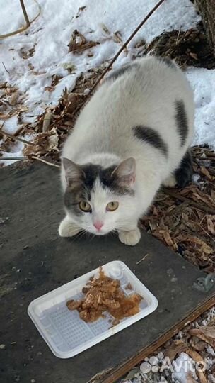 Кошечка