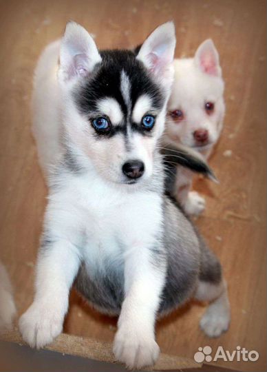 Помски супер мини хаски