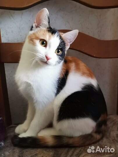 Ева ищет дом