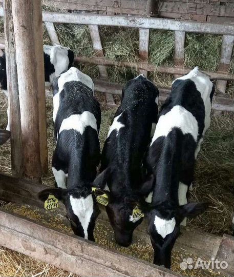 Бычки телята