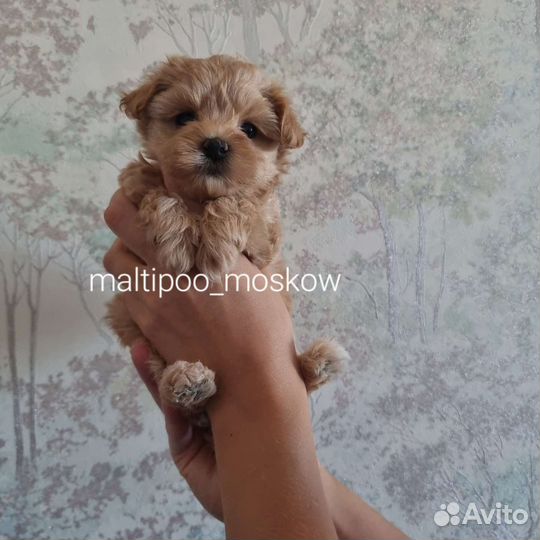 Мальтипу мини