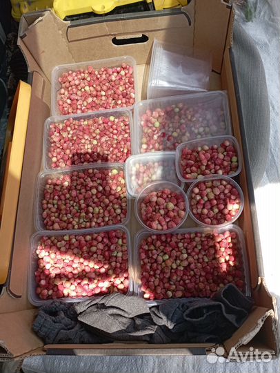 Здравствуйте, продаем землянику 1л/1200