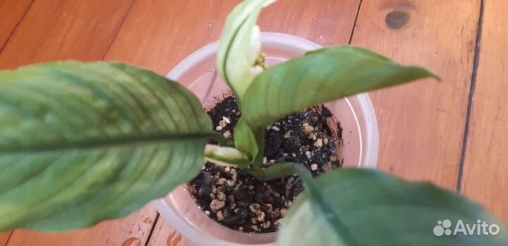 Спатифиллум Spilt Milk