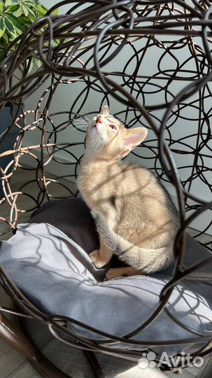 Абиссинский котенок