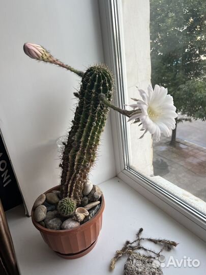 Большой кактус, цветущий