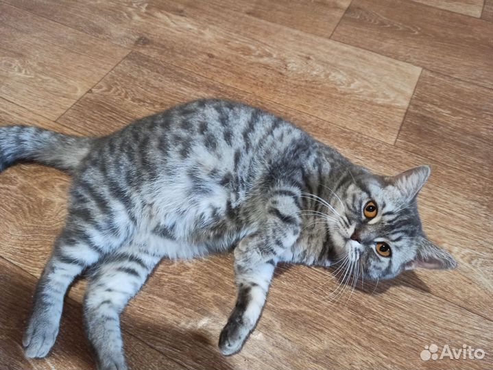 Кошечка в добрые руки