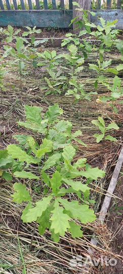 Саженцы дуба