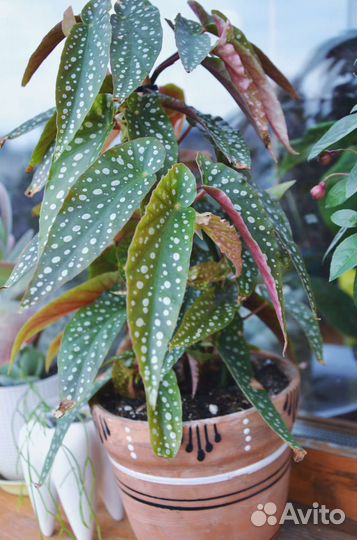 Бегония макулата крассула плауновидная