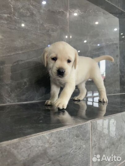 Щенки лабрадора