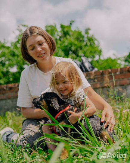 Собака в добрые руки отдам бесплатно