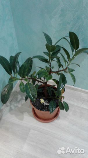 Фикусы взрослые в ассортименте