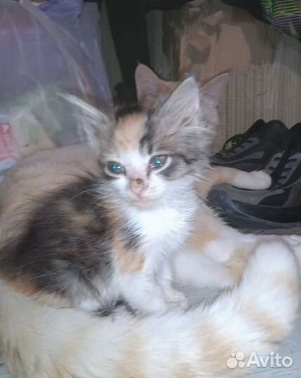 Котята в добрые руки бесплатно